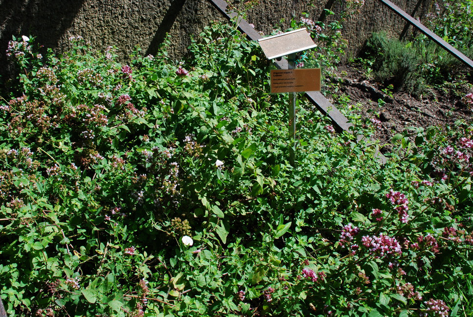 Orto Botanico_036.JPG - ORIGANO